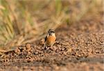 beautiful male Eastern Stonechat (Saxicola stejnegeri) standing on ground