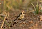 beautiful immature Red-throated Pipit (Anthus cervinus) on ground