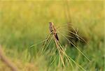 beautiful female Plaintive Cuckoo (Cocomantis merulinus) near rice field