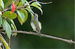 beautiful female black-throated sunbird (Aethopyga saturata)