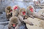 Macaques bath in hot springs in Nagano, Japan.