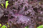 Ripe cabbage in the garden in the fall. Harvest time