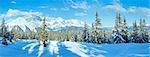 Winter mountain fir forest snowy panorama and ski slope (top of Papageno bahn - Filzmoos, Austria)