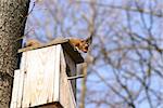 Squirrel and birdhouse on the tree in spring