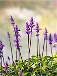 Meadow with blooming Blue Salvia herbal flowers. Blue Salvia is plant in the mint family.