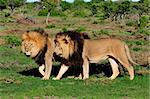 Two Kalahari lions, panthera leo, in the Kuzuko contractual area of the Addo Elephant National Park in South Africa