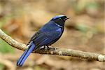 beautiful male Large Niltava (Niltava grandis) in Thai forest