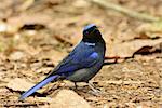 beautiful male Large Niltava (Niltava grandis) in Thai forest