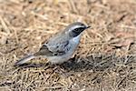 beautiful male Grey Bushchat (Saxicola ferreaus) standing on ground