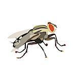 Vector illustration of housefly