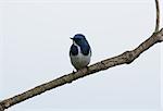 beatiful male Ultramarine Flycatcher (Ficedula superciliaris) possing on the branch