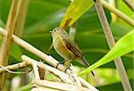 beautiful female Red-flanked Bluetail (Tarsiger cyanurus) in Thai forest