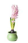 Pink hyacinth isolated on white background