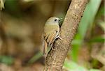 beatiful White-gorgetted Flycatcher (Ficedula monileger) possing on the branch