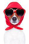 diva dog with red sunglasses cool looking