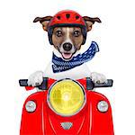 motorcycle dog driving a motorbike with helmet at  high speed