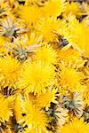 Background made of beautiful bright yellow dandelions