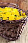 Freshly picked dandelions in a wicker basket