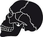 Old skull. Skull of the adult. Part of a skeleton of the person