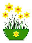 vector daffodils in pot isolated on white background, Adobe Illustrator 8 format