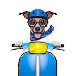crazy silly motorbike dog with helmet and sticking out the tongue