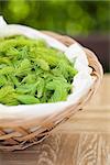 Freshly picked young spruce sprouts in a wicker basket