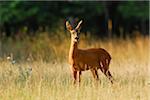 European Roe Deer (Capreolus capreolus) in Summer, Hesse, Germany