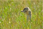 European Ground Squirrel (Spermophilus citellus) in Meadow, Apetlon, Lake Neusiedl, Burgenland, Austria