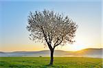 Blossoming Cherry Tree in Spring at Sunrise, Miltenberg, Spessart, Franconia, Bavaria, Germany