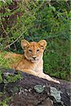 Portrait of Lion Cub Lying on Rock, Masai Mara National Reserve, Kenya