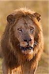 Portrait of Male Lion (Panthera leo) after Feeding, Masai Mara National Reserve, Kenya