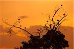 White Storks in Tree at Sunset, Masai Mara National Reserve, Kenya