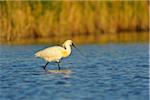 European Spoonbill (Platalea leucorodia) in Spring, Illmitz, Lake Neusiedl, Burgenland, Austria