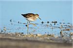 Wood Sandpiper (Tringa glareola) in Spring, Illmitz, Lake Neusiedl, Burgenland, Austria