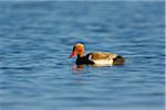 Red-crested Pochard (Netta rufina) in Spring, Illmitz, Lake Neusiedl, Burgenland, Austria