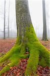 Mossy Tree Trunk in European Beech Forest (Fagus sylvatica), Spessart, Bavaria, Germany