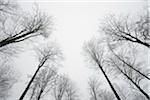 Looking up in European Beech Forest (Fagus sylvatica) in Early Morning Mist, Odenwald, Hesse, Germany