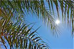 Date Palm Branch with Sun, Al Baharia, Matruh Governorate, Libyan Desert, Sahara Desert, Egypt, Africa