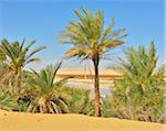 Date Palms and Salt Lake in Desert, Matruh Governorate, Libyan Desert, Sahara Desert, Egypt, Africa