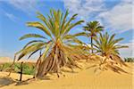 Date Palms in Desert, Matruh Governorate, Libyan Desert, Sahara Desert, Egypt, Africa