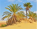 Date Palms in Desert, Matruh Governorate, Libyan Desert, Sahara Desert, Egypt, Africa