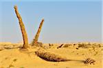 Desert Landscape with Dried Date Palms, Matruh Governorate, Libyan Desert, Sahara Desert, Egypt, Africa