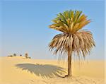 Date Palm in Sand Dune, Matruh Governorate, Libyan Desert, Sahara Desert, Egypt, Africa