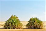 Desert Landscape with Date Palms, Matruh Governorate, Libyan Desert, Sahara Desert, Egypt, Africa