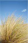 Grass on Sand Dune, Dune du Pilat, Arcachon, France