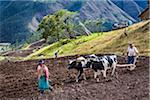 Farmers Plowing Field with Cows, Zuleta, Imbabura Province, Ecuador