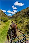 Horse and Carriage at Hacienda Zuleta, Imbabura Province, Ecuador