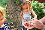 Grandfather sharing raspberries with grandchildren