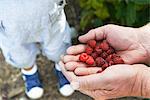 Grandfather sharing raspberries with grandson