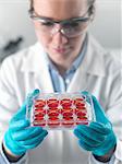 Female scientist examining stem cell cultures in laboratory